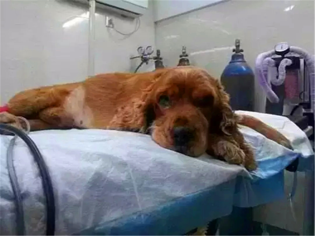 狗狗突然呕吐黄色液体是什么原因,狗狗突然呕吐喂生理盐水