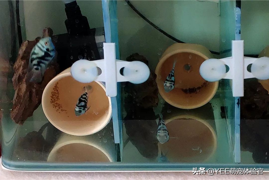 九间菠萝鱼可以和什么鱼杂交,九间菠萝鱼喜欢什么水质