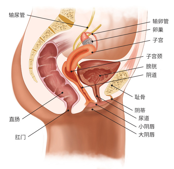 卵巢保养按摩仪器美容院,卵巢保养精油套盒什么牌子好