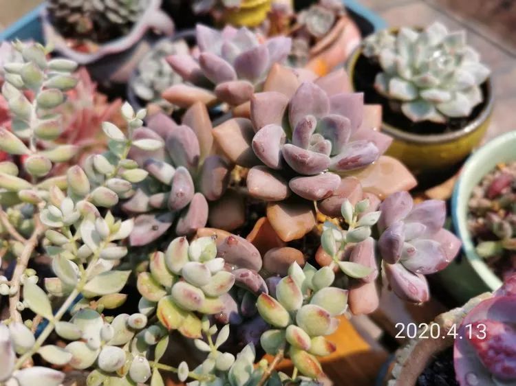 人生就像养多肉一样,人生如同养多肉时间不会怠慢