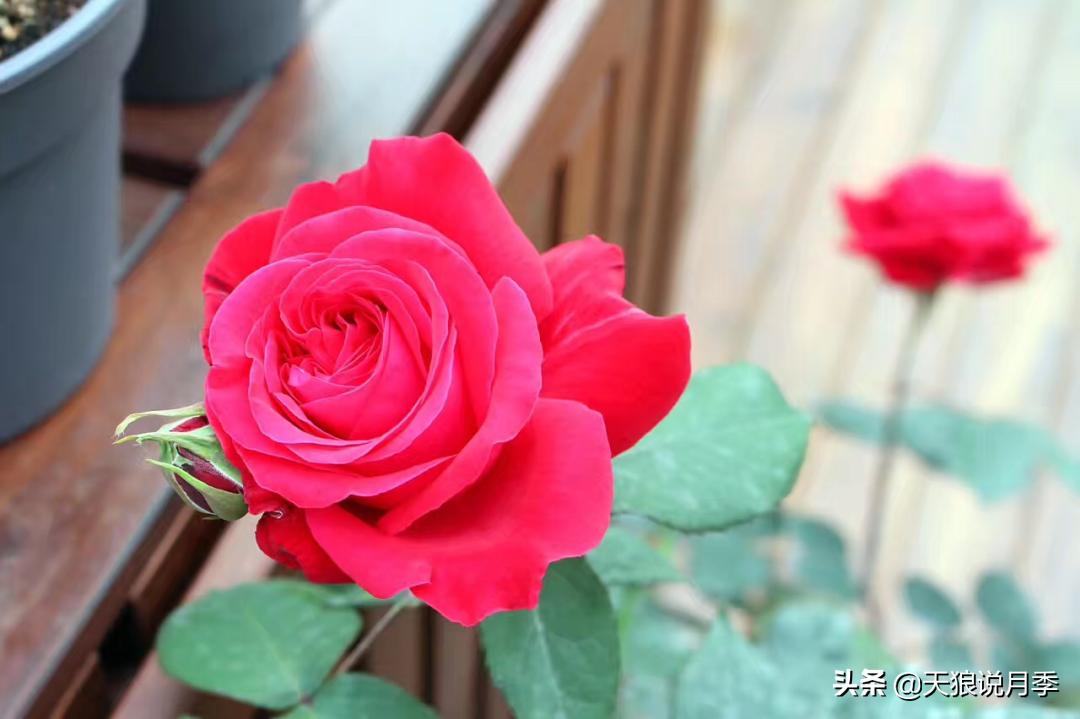 如何打造四季开花的花园,如何打造四季都有花的花园