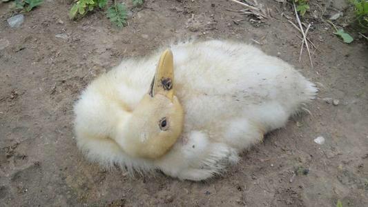 鸭（鹅）传染性浆膜炎的诊断与防制