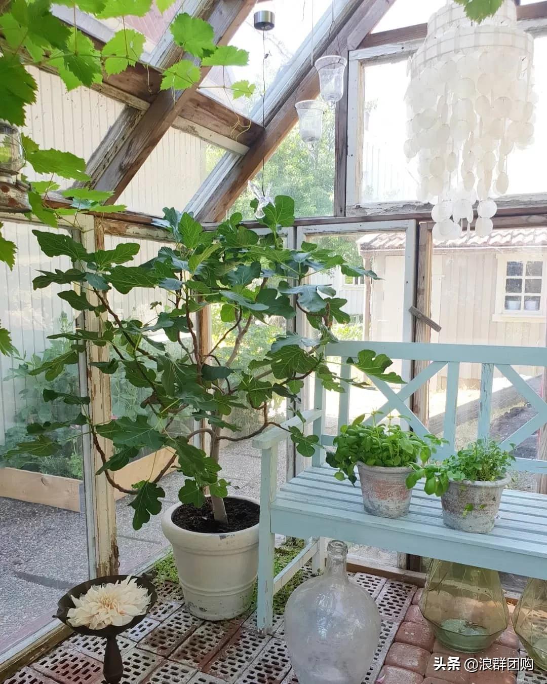 好吃无花果品种,丰产好吃的无花果推荐