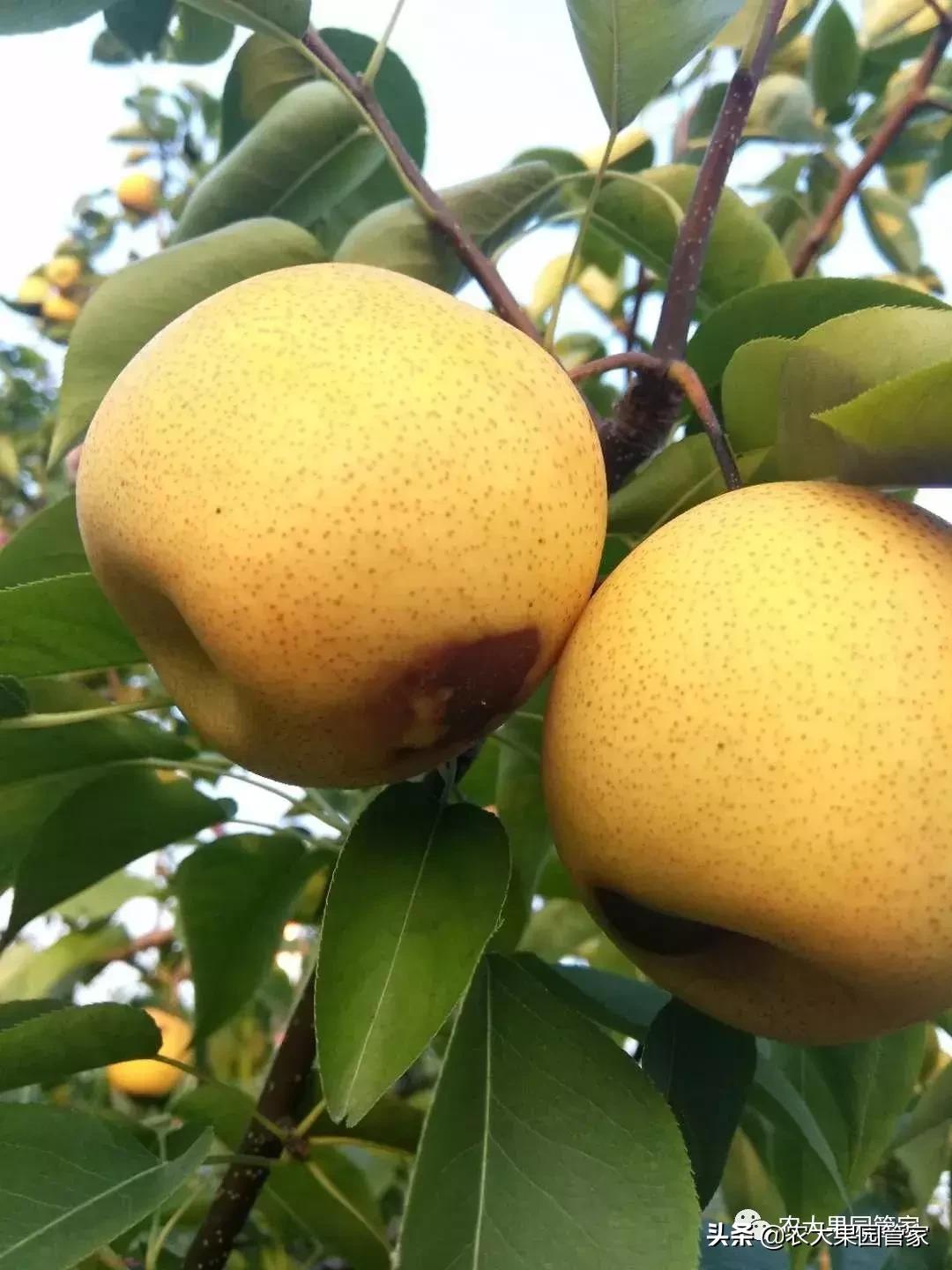 果实蝇危害柑橘的防治方法,果实蝇的危害到几月份