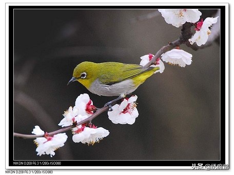 绣眼大全,南方绣眼和东北绣眼区别图