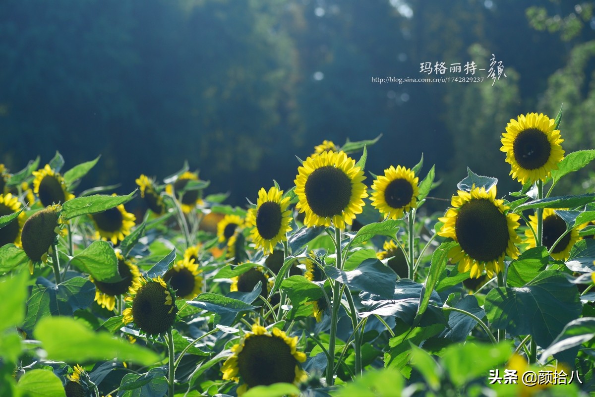 这个夏天我在花园里种向日葵|园丁