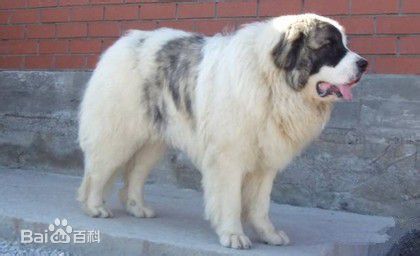 性格温顺的大型犬品种,宠物狗大型犬都有哪些品种