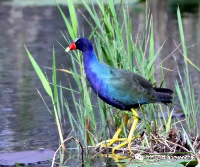 美洲有几种猛禽,美洲三大动物