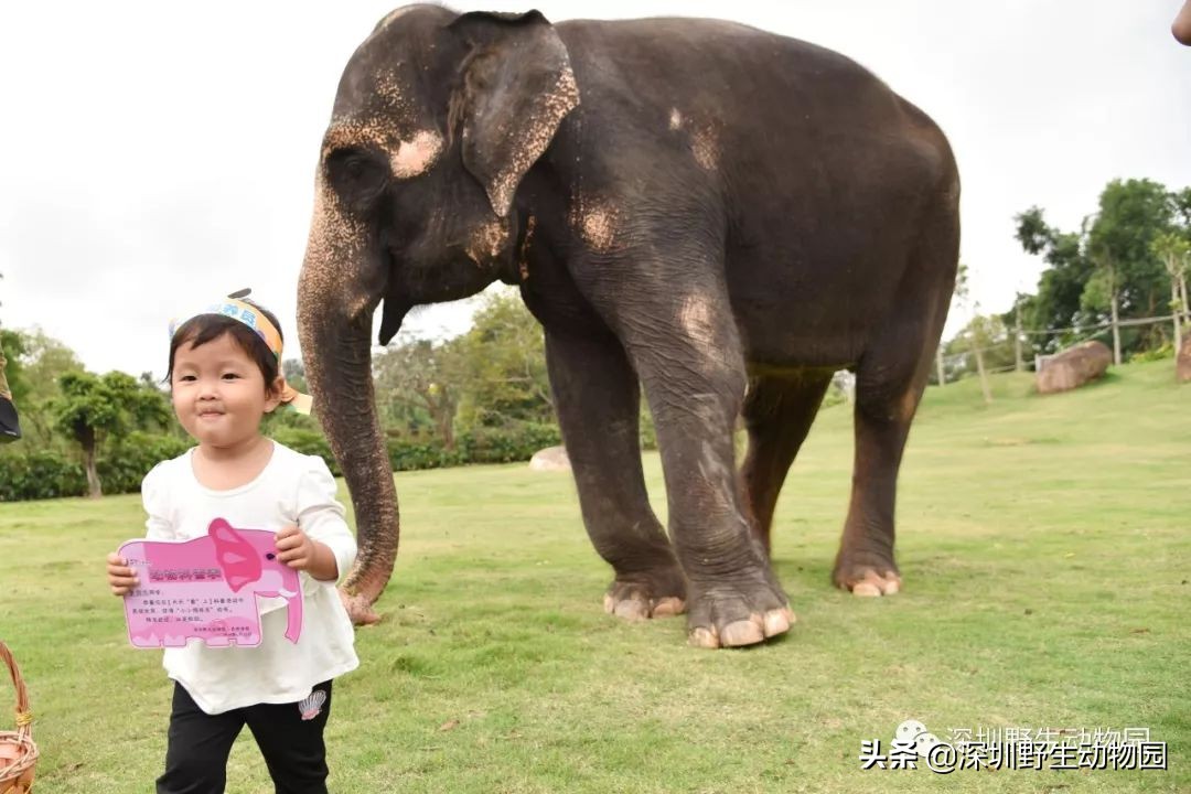 野象谷和大象互动视频,野象谷跟大象互动
