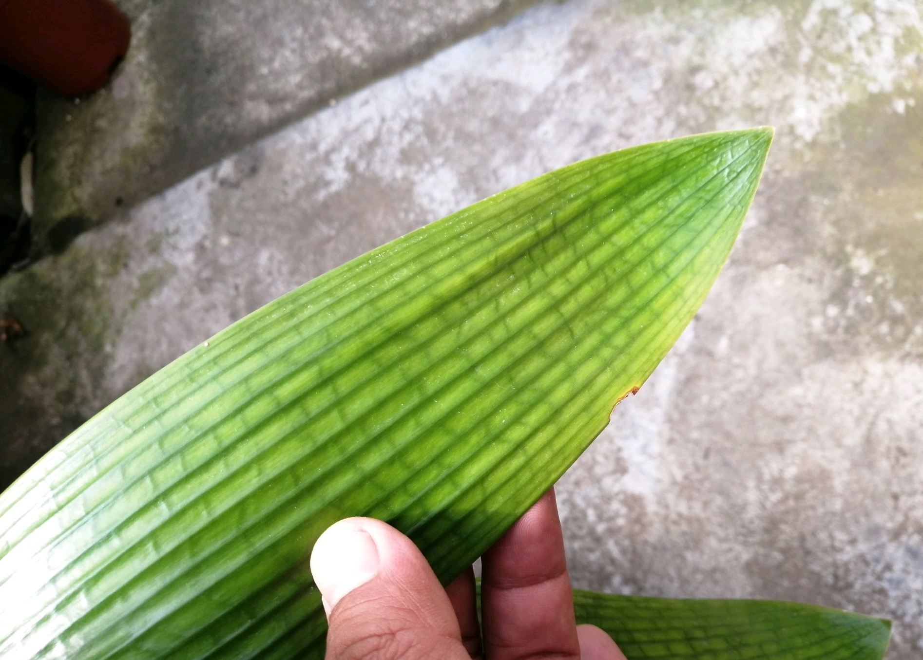 君子兰换盆后僵苗如何处理,僵苗君子兰怎么处理才能快速生长