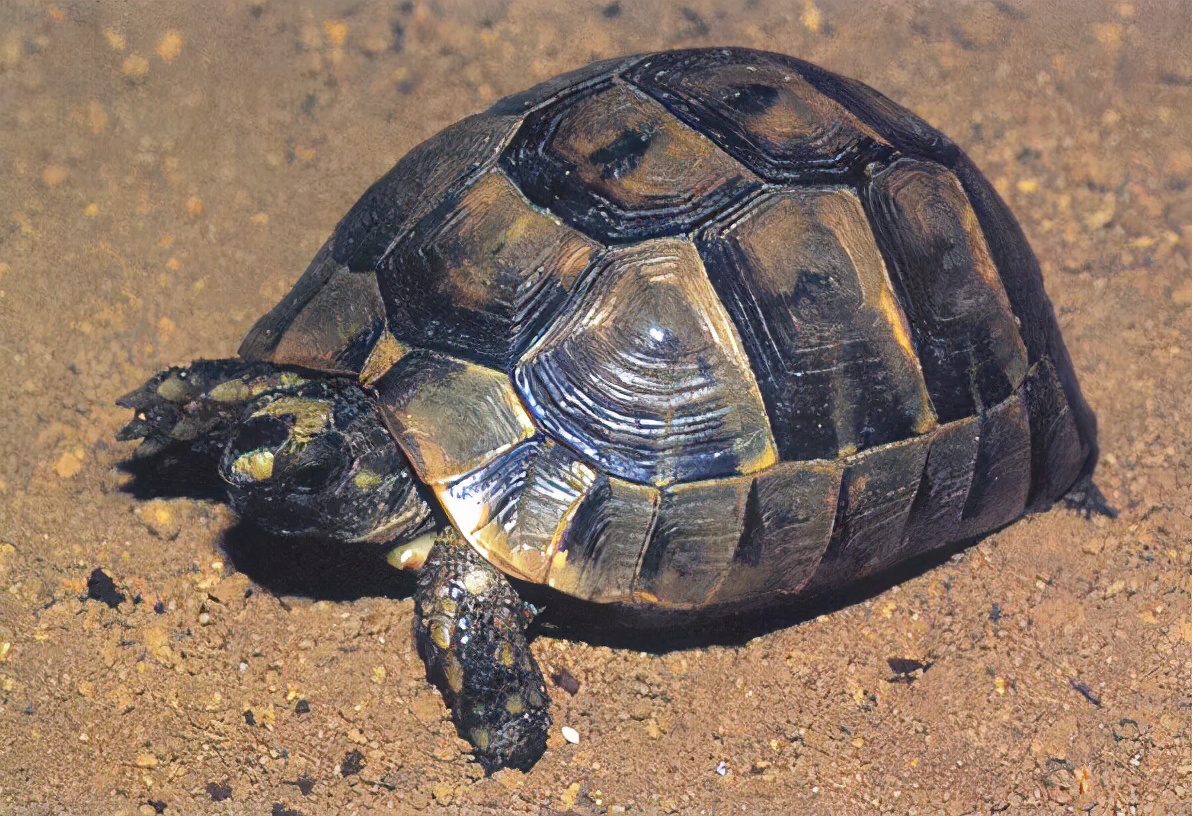 龟类纪录片,龟类图片