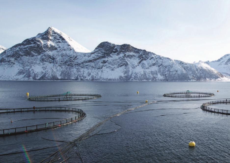 日本三文鱼是挪威进口的吗,三文鱼为什么是日本料理