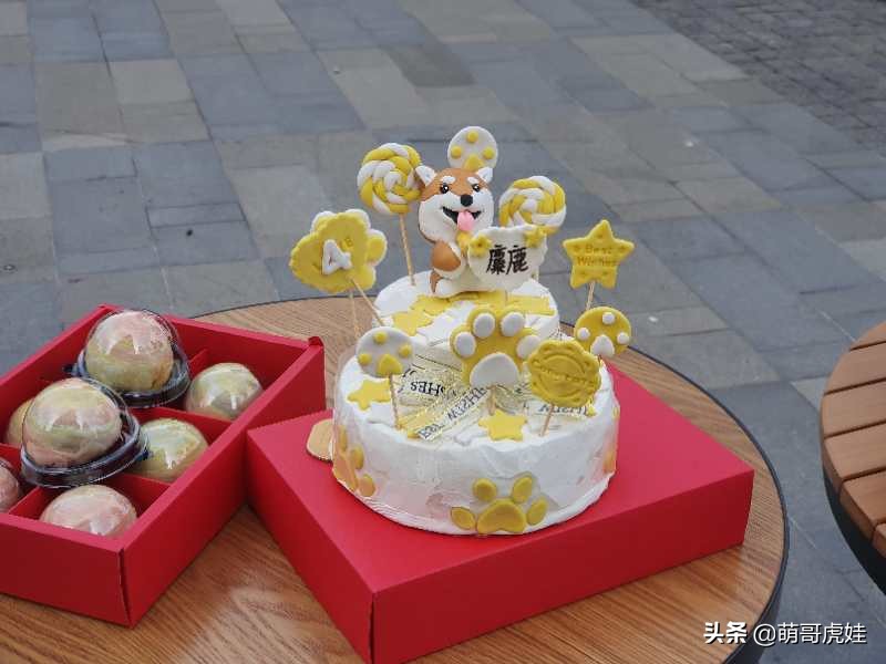 全城寻找巨型贵宾犬,刚抱回家的巨型贵宾犬