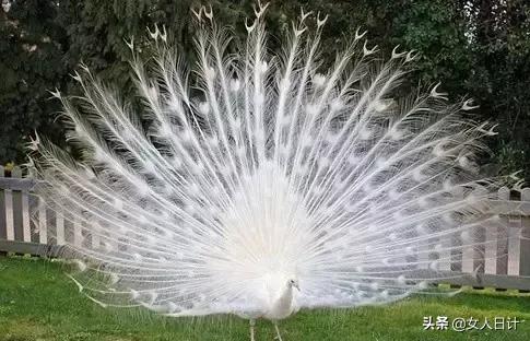 致命的60种动物,这100种动物你都认识吗