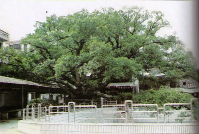 温州乐清900多岁的“树王”，长这样