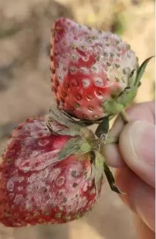 如何有效防治草莓黑星病,草莓白粉病如何预防和治疗