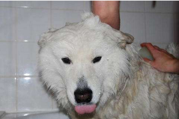 萨摩耶毛发有些黄了,萨摩耶毛黄吃什么