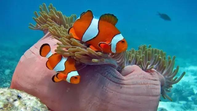 全球惊艳的10个海底世界，看到第一个就想出发！