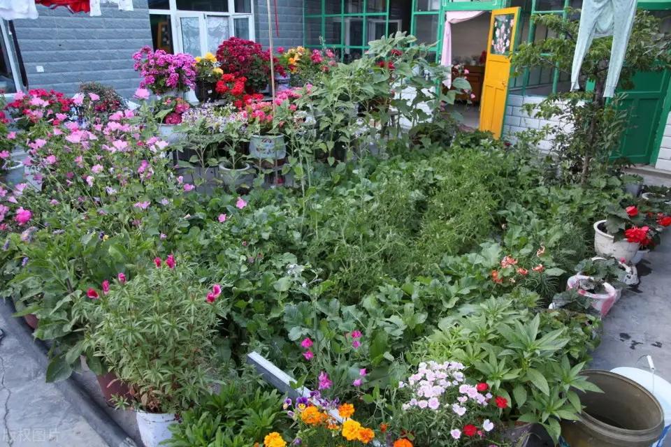 预防蛇进屋最好的方法,防止蛇进屋的最佳方法