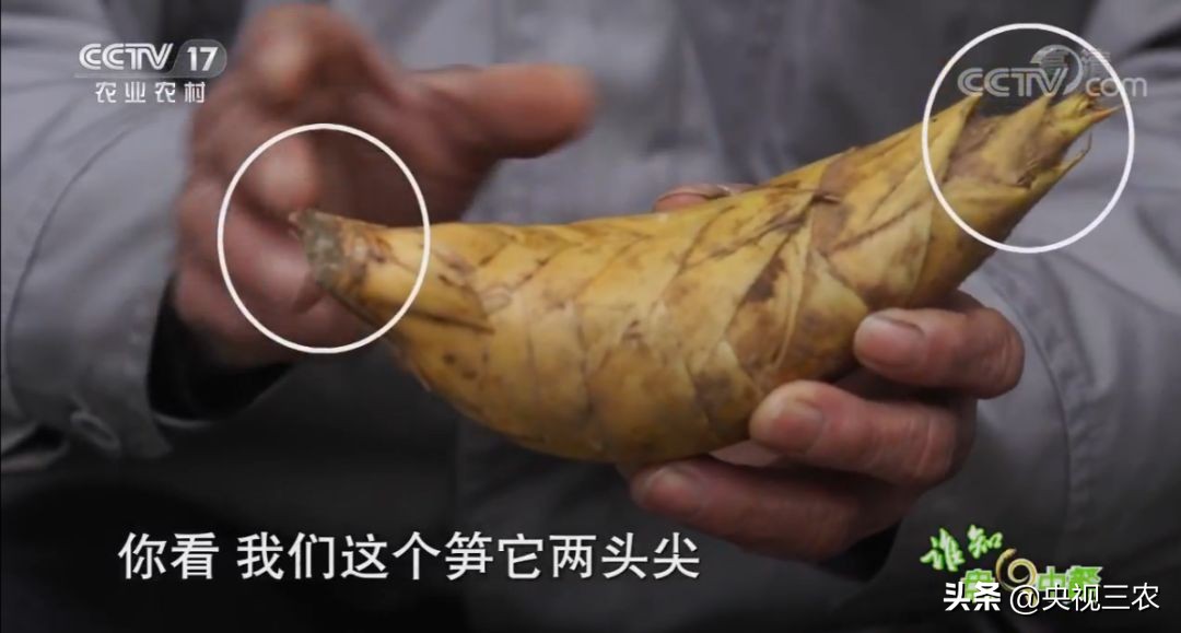 五星级大厨教你冬笋怎么没有涩味,冬笋去除涩味凉水下锅还是开水