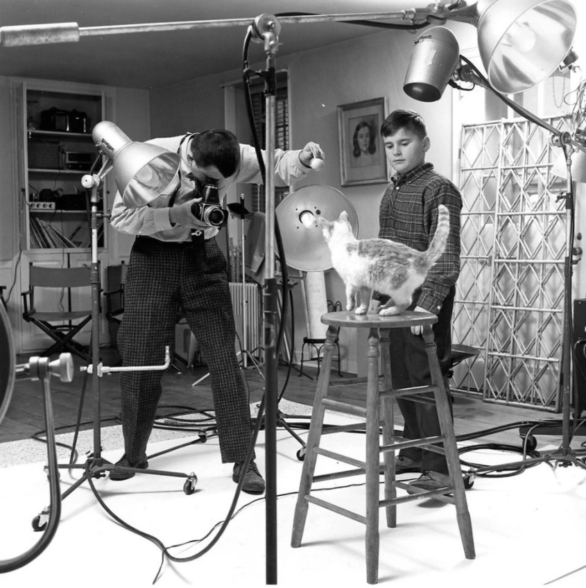 怎么给猫咪拍出好看的照片,怎样给猫拍照片