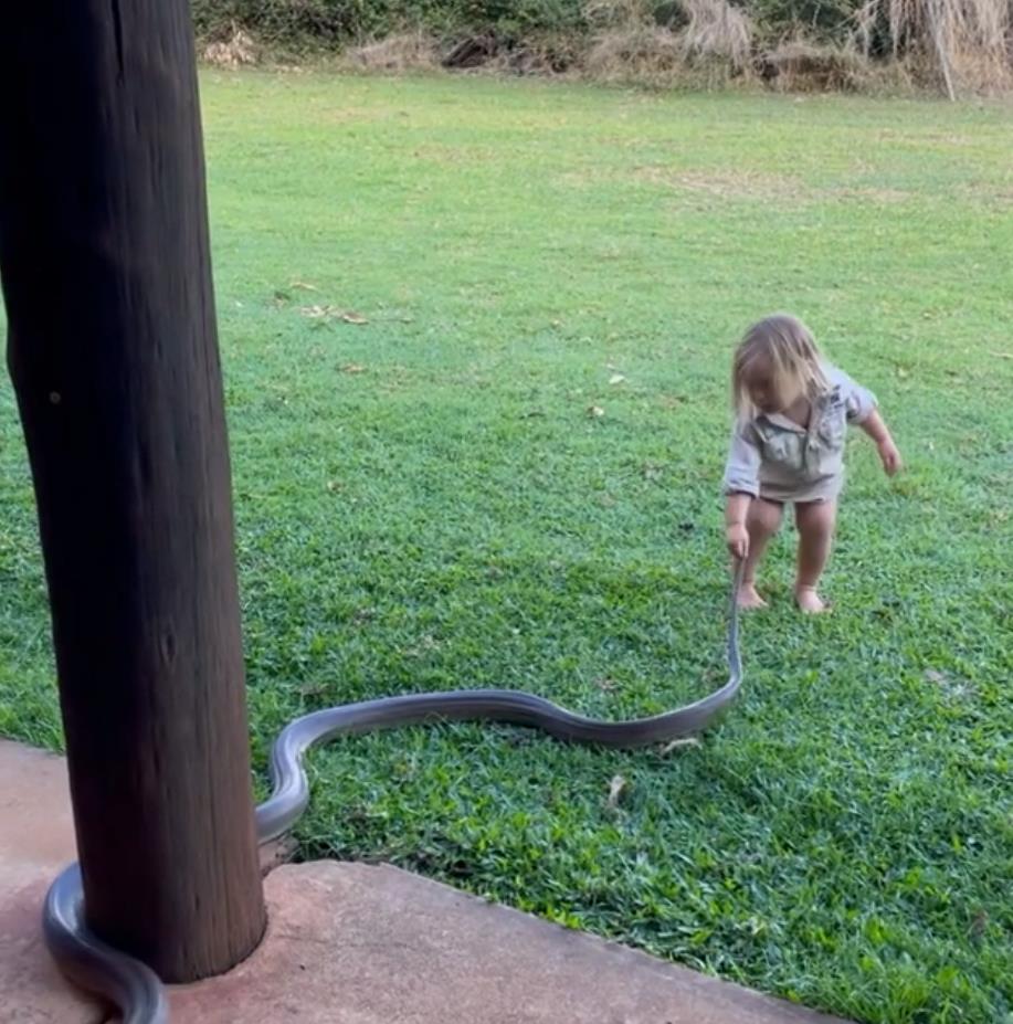 澳洲狂野早教:2岁娃单挑巨蟒,爸爸在一旁指点加油,这?