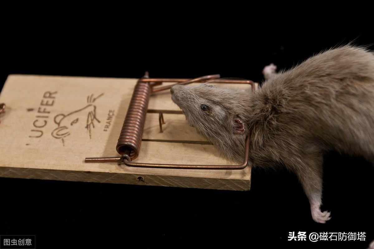 为什么老鼠就那么令人讨厌,盘点那些被人类逼疯的老鼠