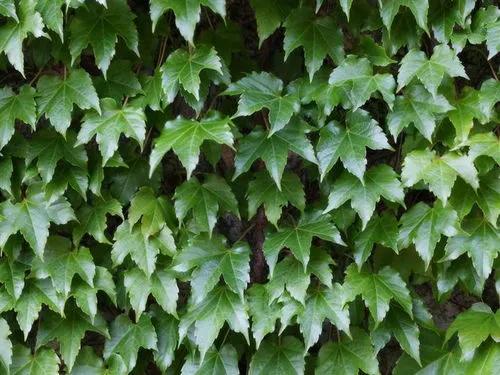 三种方法助你写好观察日记