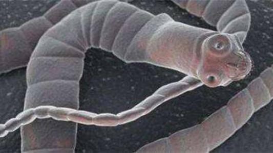 猫得了绦虫没有隔离怎么治,猫绦虫病可以根治吗