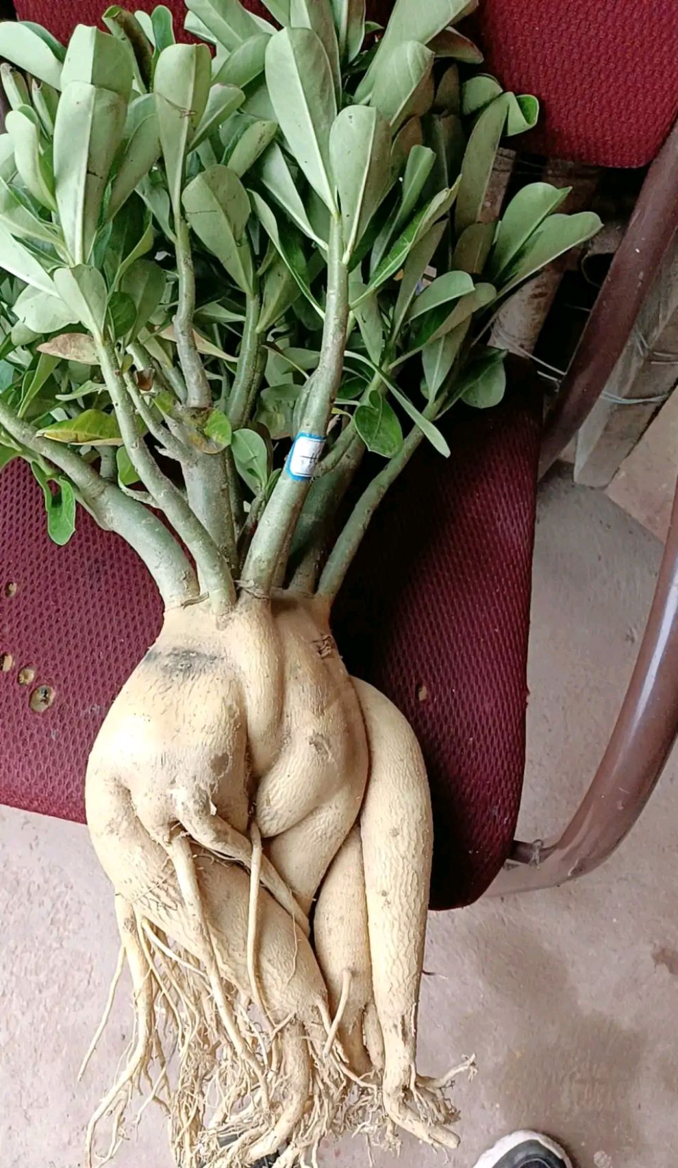 浇水过多死的植物,最容易浇死的6种花