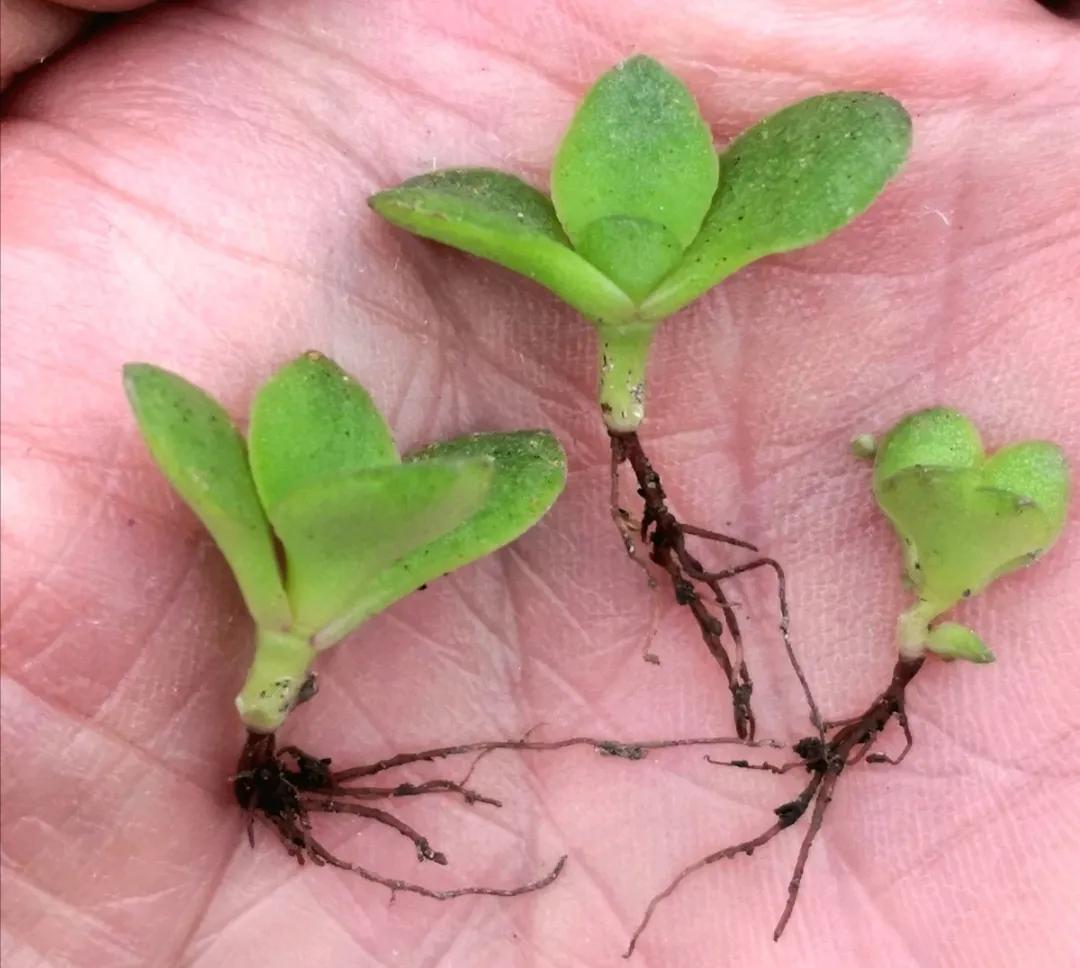 扦插花的养殖方法和技巧,养花扦插有妙招多肉