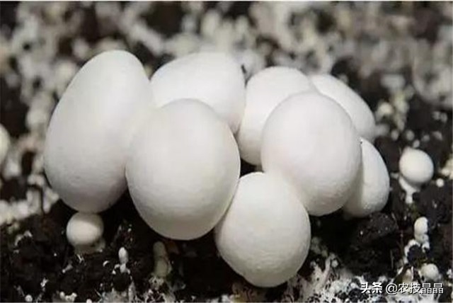 双孢菇种植方法和技术,双孢菇栽培技术视频教程