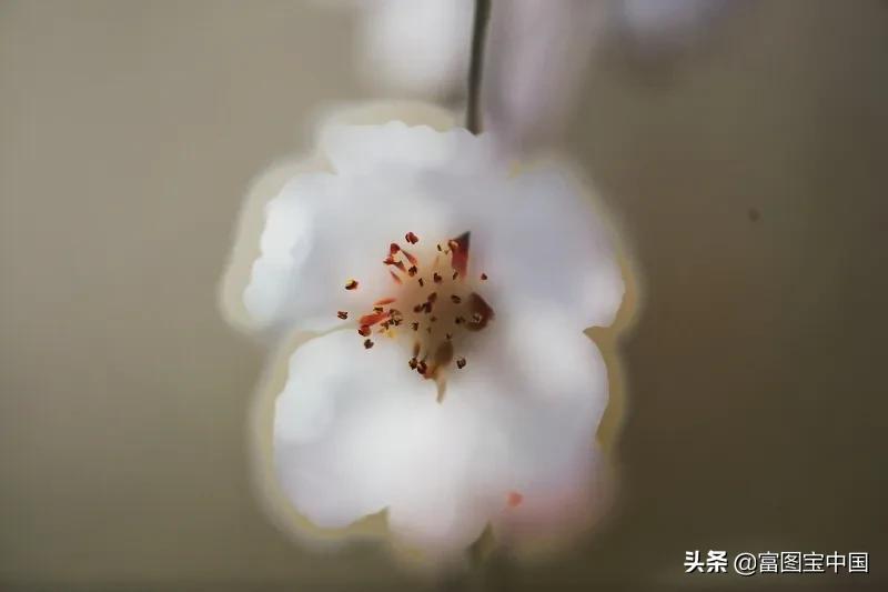 桃花怎么拍才好看,桃花怎么拍摄才能出新意