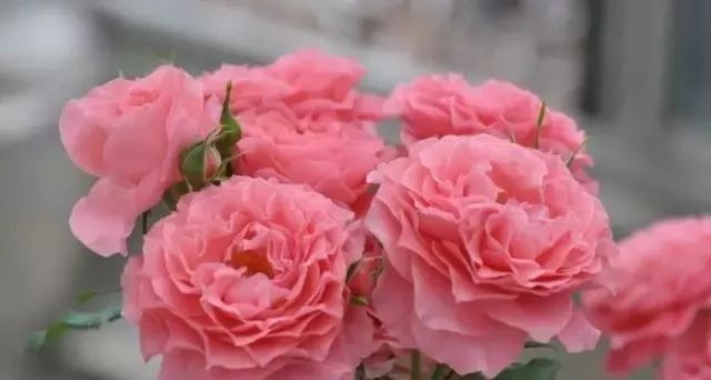 一万年一次的2020520;一起认识100种玫瑰~别送错啊