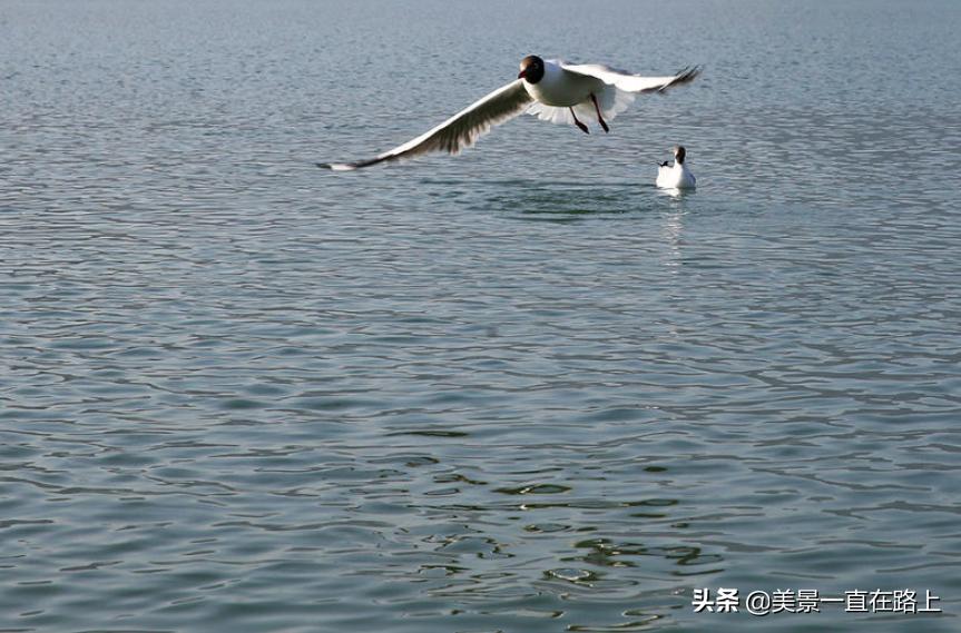 西伯利亚海鸥回到泸沽湖,西伯利亚海鸥泸沽湖