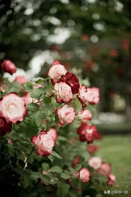 海子经典语录你说你很孤独,你说你很孤独海子原文