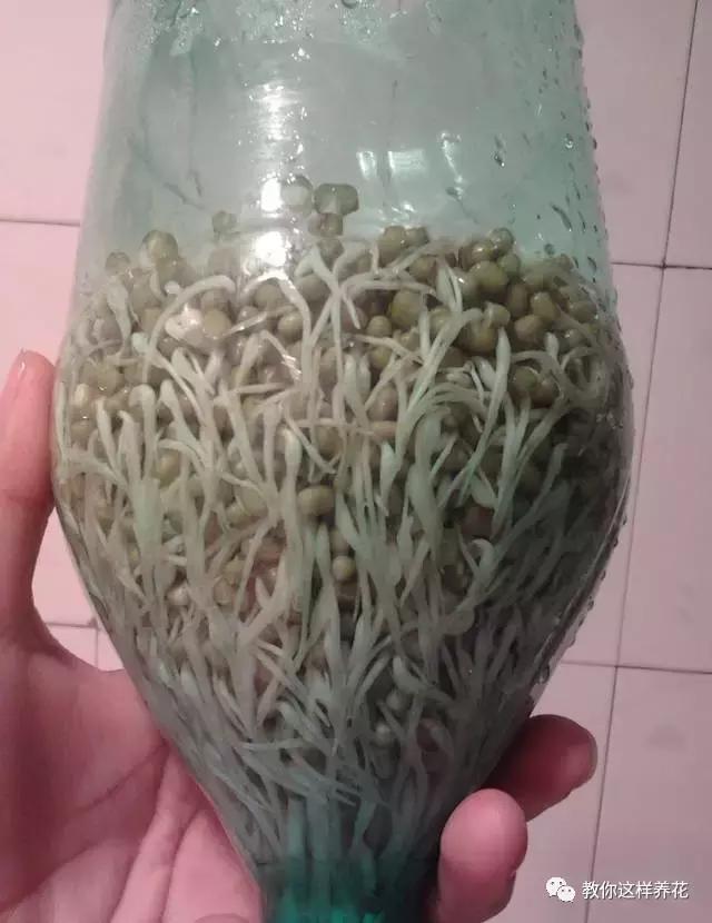 塑料瓶扔了就是扔钱！用来养花就是宝贝，看到了快捡！