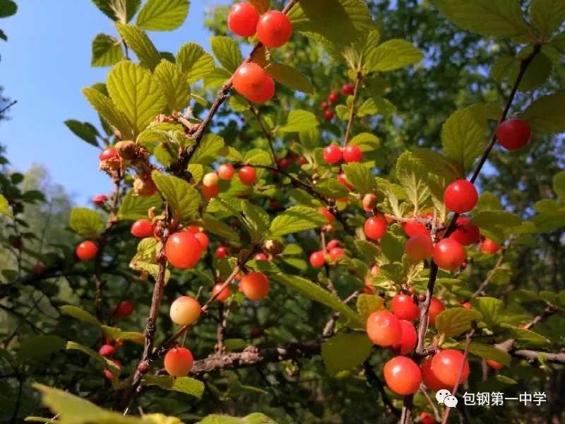 2021年包钢一中招生,2023年包钢一中招生计划