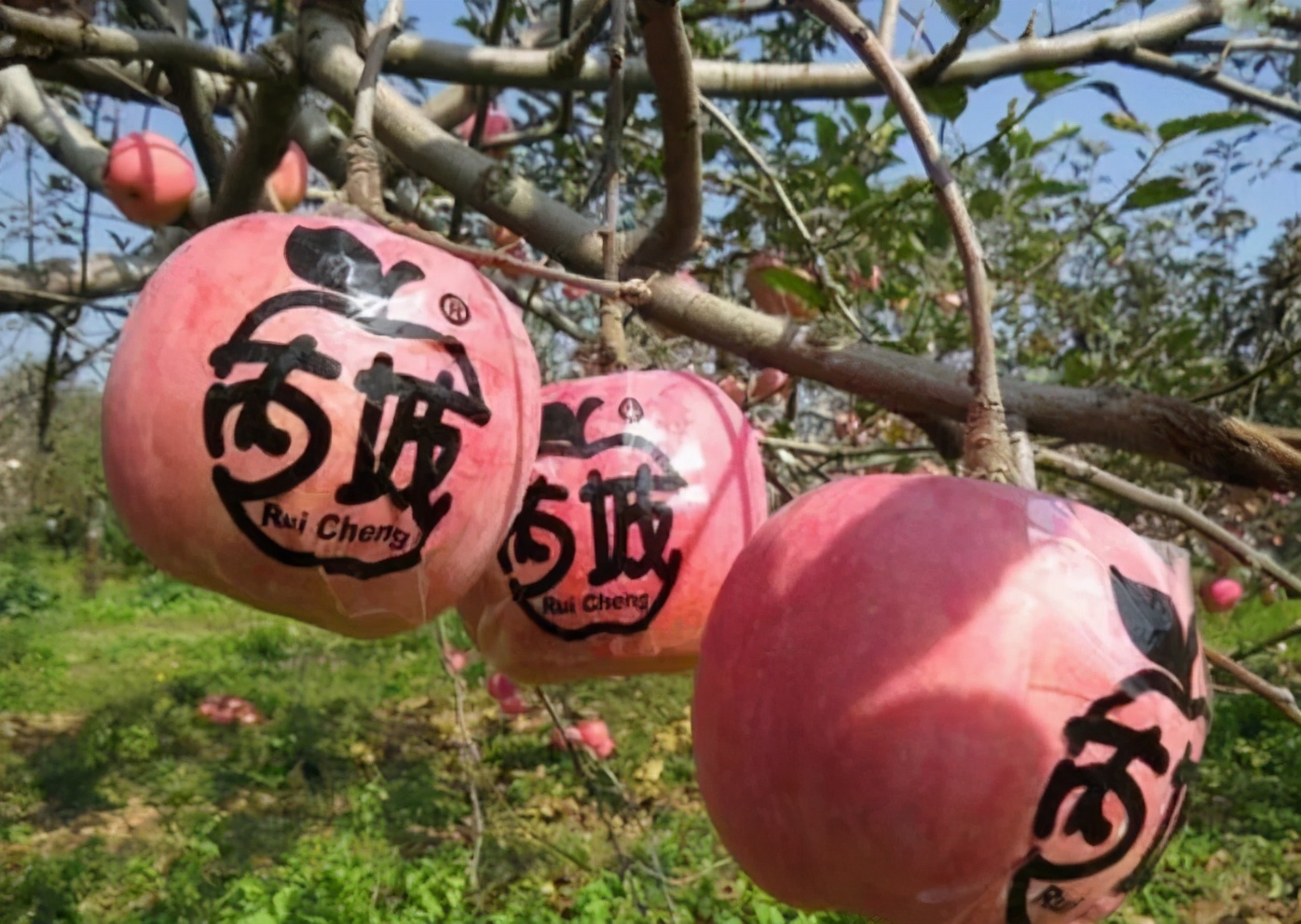 苹果正红景正美!在最甜的时候看最美的运城!
