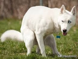 狗狗肛门腺不挤，主人狗狗都难受，到底怎么帮狗狗挤呢？