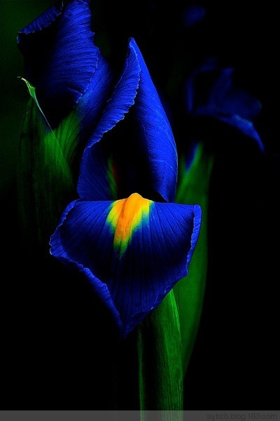 最好记的花名大全,很难得一见的花