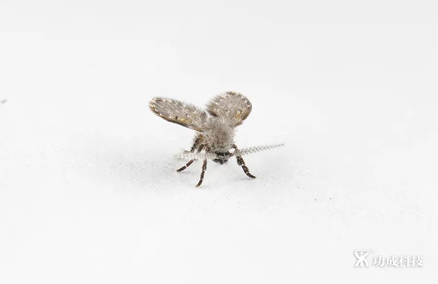 卫生间有小虫蛾蚋怎么治,卫生间出现蛾蚋怎么处理