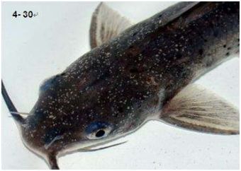 水产镜检虫图片,水产养殖常见虫类图