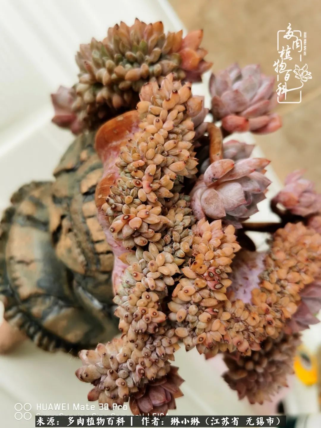 多肉变美是需要时间的,千万别辜负了多肉变美的黄金季节