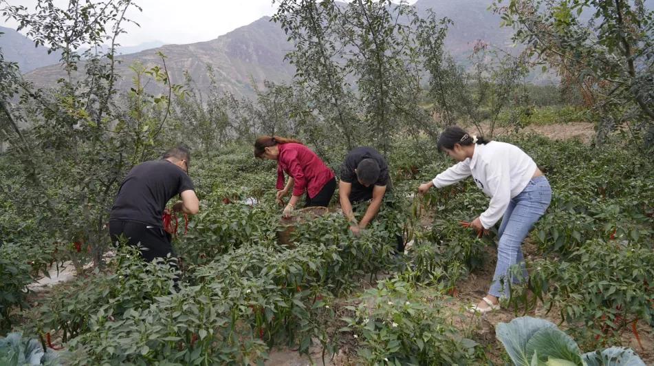 女大学生返乡创业开农庄,女大学生回村创业变成富婆