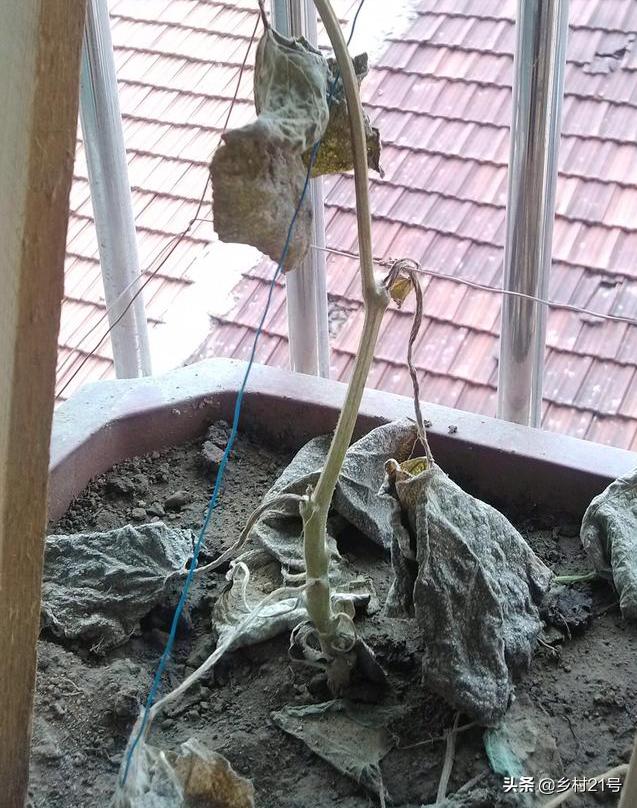 盆栽葫芦总是黄叶是什么原因,小葫芦苗叶子枯萎图片