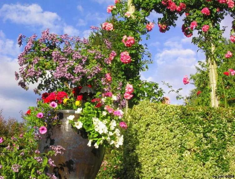 美景欣赏完整版,美景欣赏花朵