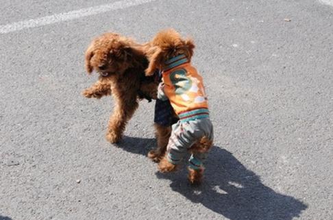 泰迪为啥都那么聪明,泰迪为啥那么多人喜欢