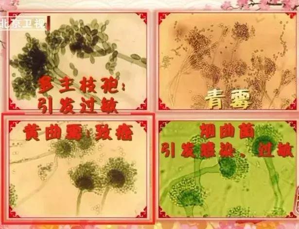 霉菌到底是个啥这么可怕,霉菌产生的有害物质