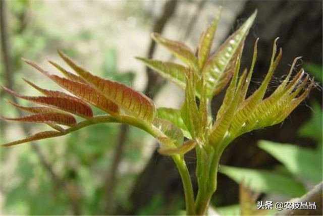 绿香椿红香椿哪个更适合阳台种植,巴山红香椿种植技术视频